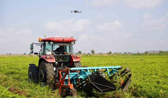 Türkiye’nin yer fıstığı üretim merkezi Osmaniye’de, bu yıl 52 bin ton rekolte bekleniyor