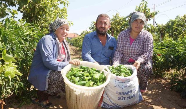 Ünlü Emcelli Biberi yok oluyor