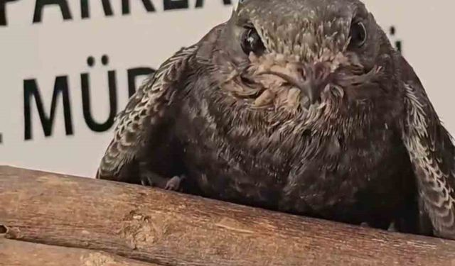 Yaralı kuşlar Doğa Koruma ve Milli Parklar ekipleri sayesinde hayata tutundu