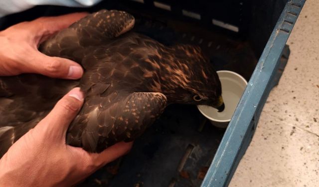 Yaralı şahin jandarma ekiplerince bulundu