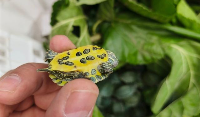 Bolu'da yolcu otobüsünde 500 kırmızı benekli su kaplumbağası ele geçirildi