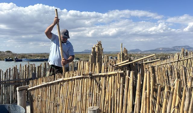 Çukurova'nın dalyan havyarı sofraları süslüyor
