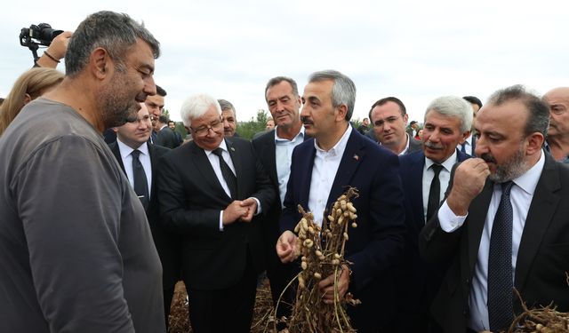 Edirne'de düzenlenen fıstık festivalinde 'en güzel fıstık' seçildi