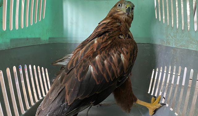 Erzurum'da bitkin halde bulunan iki kızıl şahin, bakımlarının ardından doğaya salındı