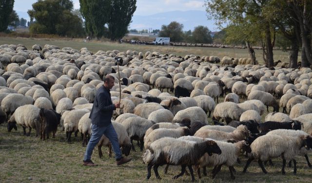 Göçerlerin yaylalardan dönüş yolculuğu sürüyor