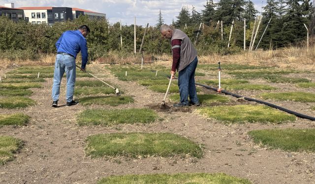 İklim değişikliğine dayanıklı yerli çim çeşitleri geliştiriliyor
