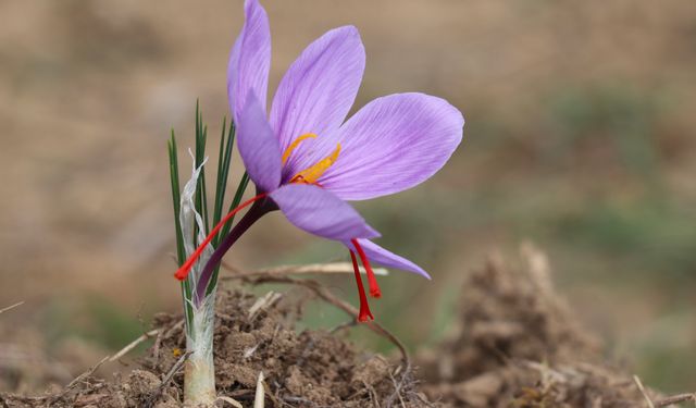 Karabük'te '9. Safran Festivali' etkinliklerle sürüyor