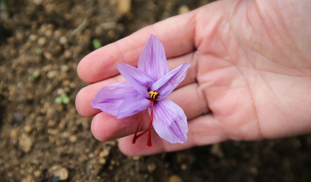 Karabük'te ekilen 'mucize bitki' safran çiçek açtı