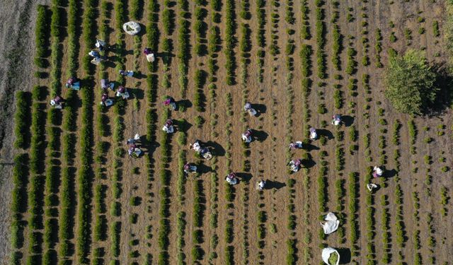 Kocaeli'de kuraklıktan etkilenmeyen biberiyenin hasadına başlandı