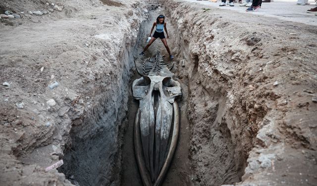 Mersin'de 4 yıl önce gömülen Fin balinasının iskeleti topraktan çıkarılıyor