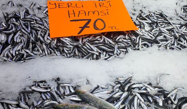 Ordu'da balık tezgahlarında hamsi bolluğu yaşanıyor