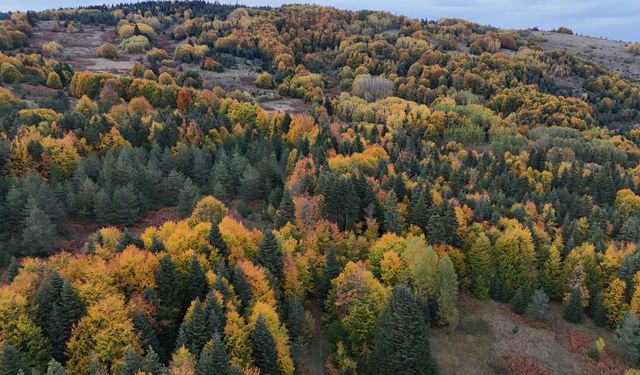 Sinop'ta sonbahar renkleri hakim oldu