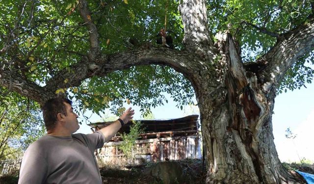 620 yıllık ceviz ağacında hasat