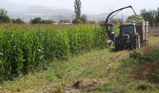 98 dönüm alana ekilen silajlık mısırların hasadı yapıldı