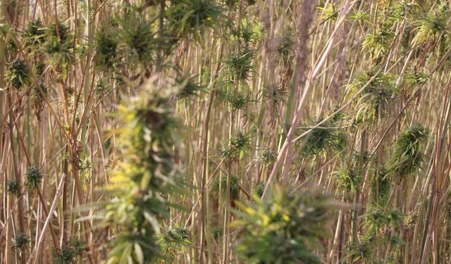 Amasya’da kenevirde hayal kırıklığı: Kenevir ekim alanı 6 bin 500 dekardan 850 dekara düştü