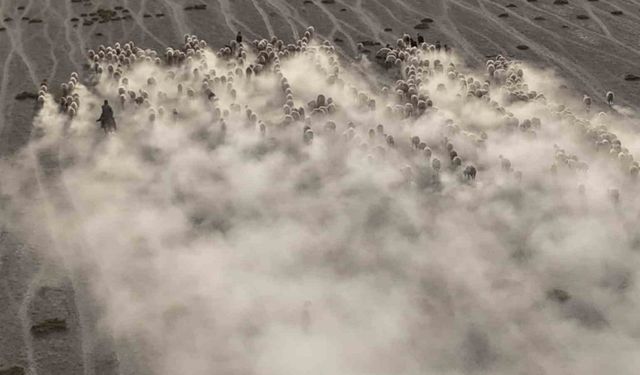 Arazide ilerleyen koyun ve kuzuların toz bulutlarıyla görüntüsü görsel şölen sundu