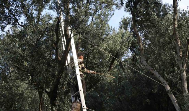 Artvin’de üstün lezzet ödüllü Butko zeytininin hasadı başladı