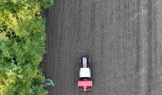 Ata tohumu siyez buğdayı Düzce topraklarında yetişecek