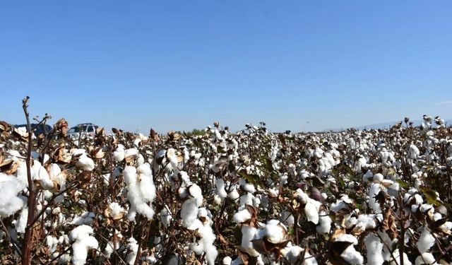 Aydın’da pamuk üreticilerine uyarı
