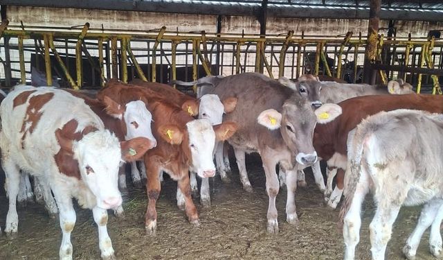 Buzağılara brusella aşısı uygulandı