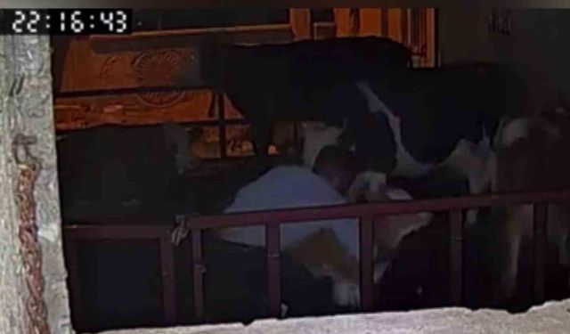 Buzağıyı kucaklayarak çaldılar