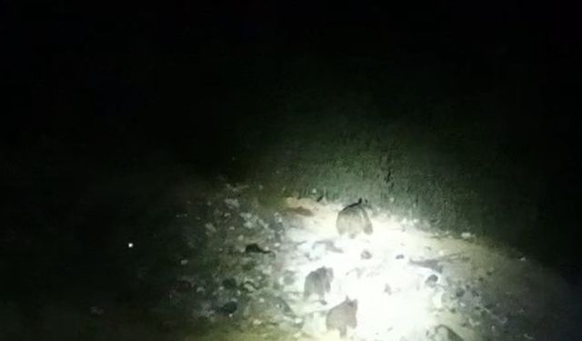 Çukurca yoluna inen ayı ailesi görüntülendi