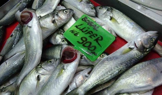 Denizlerin prensi ’lüfer’ 900 liradan tezgahta