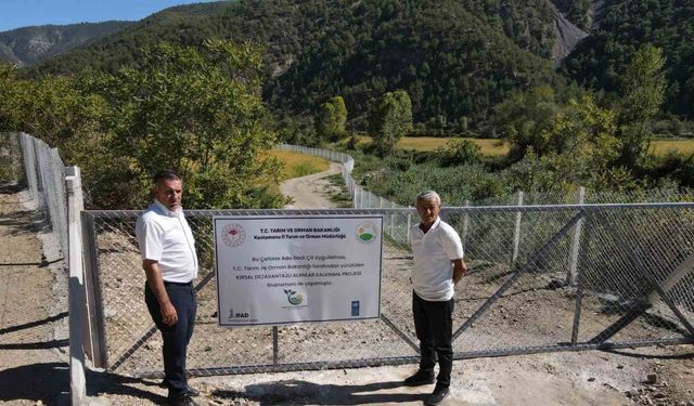 Domuzların talan ettiği çeltik tarlaları, devlet desteğiyle yeniden verimli hale getirildi