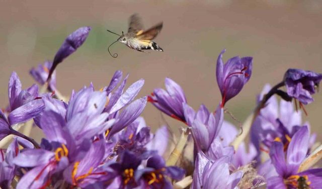 Dünyanın en pahalı baharatı safranın 1 gramı 500 TL