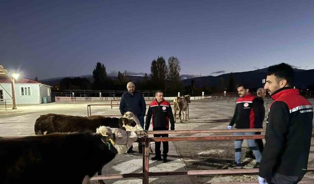 Erzincan canlı hayvan pazarı yeniden açıldı