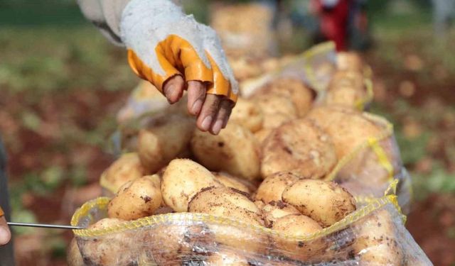 Erzincan’da patates hasadı başladı