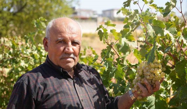 Fıstık şehrine kurduğu üzüm bağı üreticilere örnek oldu