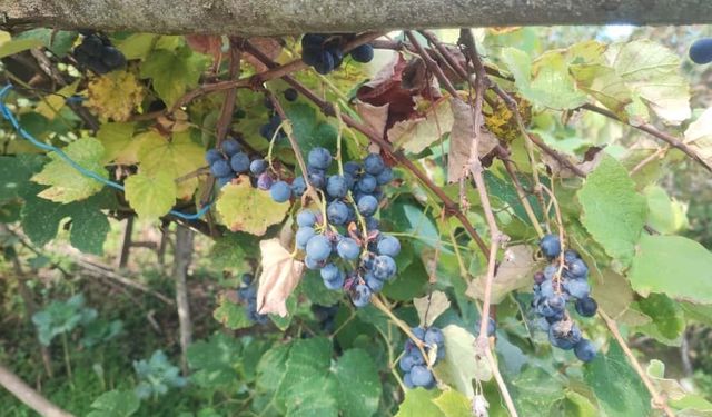 Giresun’da geleneksel kokulu üzüm pekmezi kazanları kaynadı