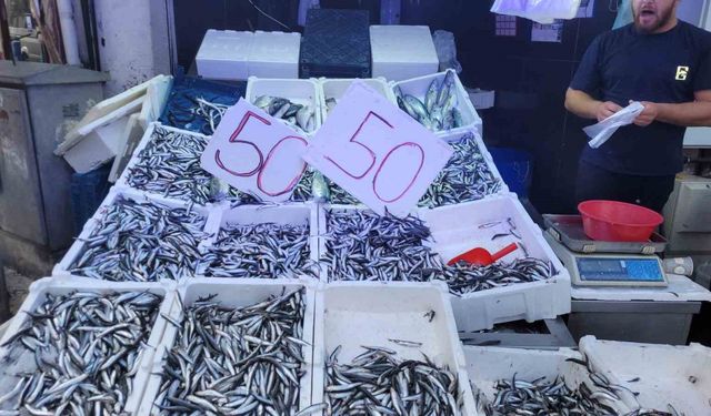 Karadeniz hamsisi tezgahları doldurdu: Kilosu 50 lira