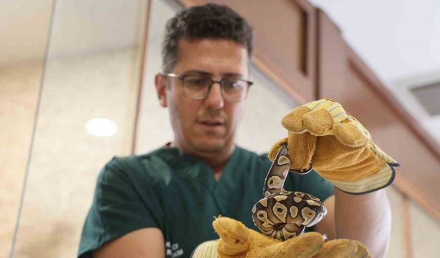 Konya’da bir şahsın cebinden çıkan yavru piton yılanı koruma altına alındı
