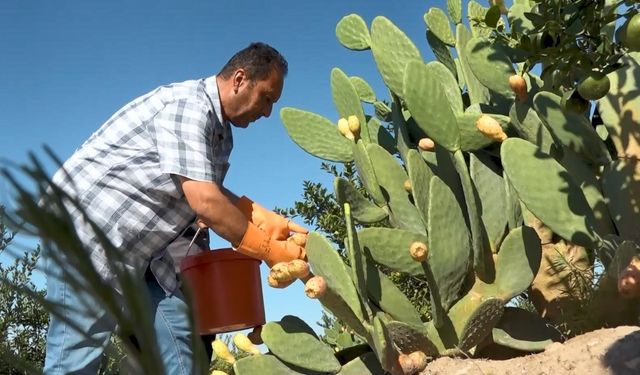 Kurak tarlalardan gelen lezzet: Dikenli incir dondurmaya dönüştü