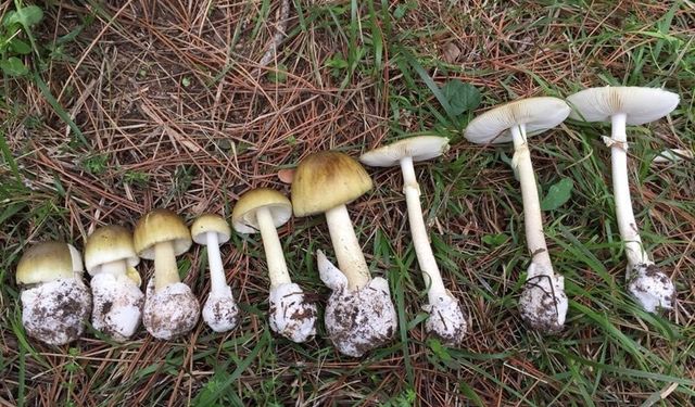 Mantar sezonu başladı: Uzmanlar zehirlenmelere karşı uyardı