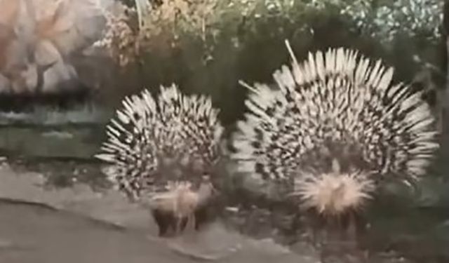 Menteşe’de oklu kirpiler kamerada