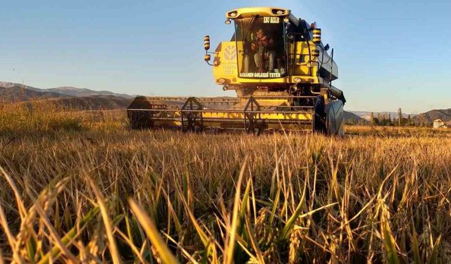 Osmancık’ın ’beyaz altını’nda hasat başladı: 20 bin dekar alanda üretim yapılıyor