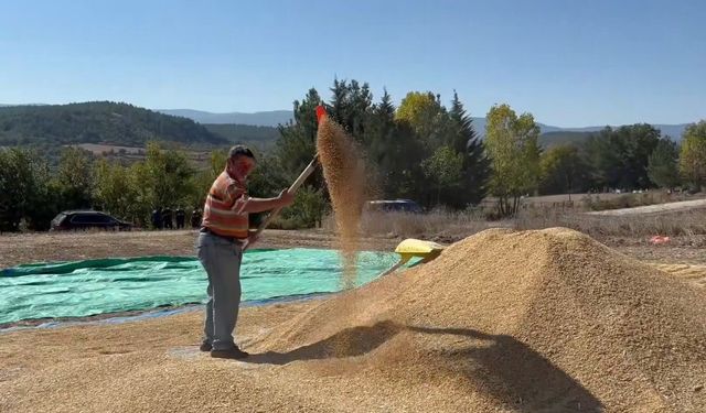 Sinop, çeltik üretiminde Türkiye’de 6’ncı sırada