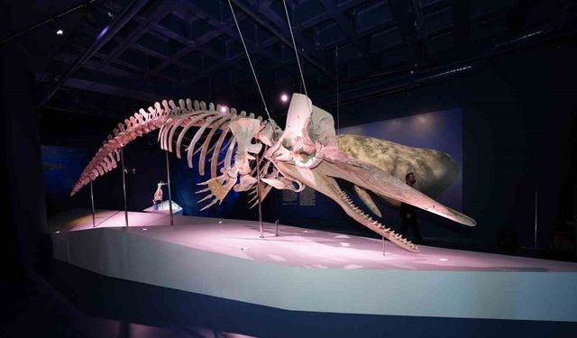 Türkiye’nin ilk Balina iskeleti sergisi yoğun ilgi görmeye devam ediyor