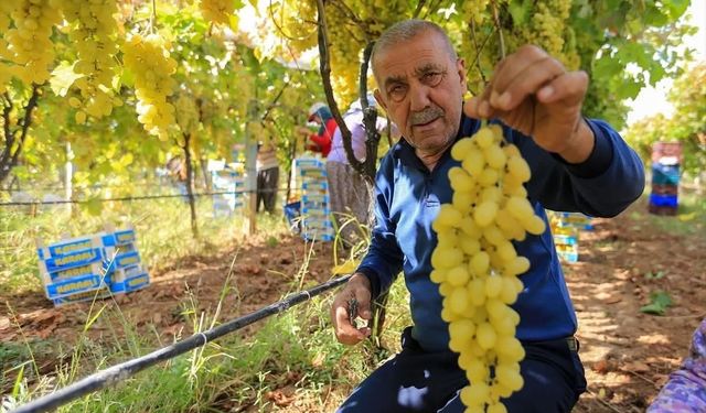 Üzüm fiyatlarındaki düşüş üreticileri tedirgin etti