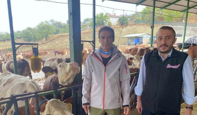 Yapay zeka süt hayvancılığında çığır açtı