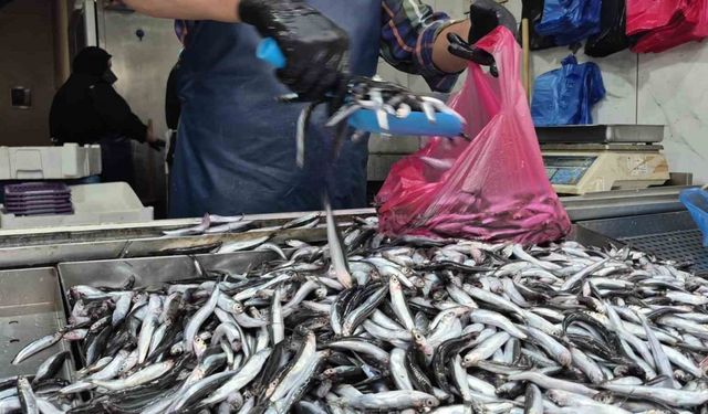 Yaz sıcakları palamudu vurdu, yerini hamsi aldı