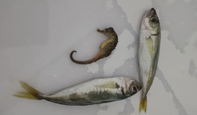 Yüksekova’da ilginç olay: Balıkların arasından denizatı çıktı