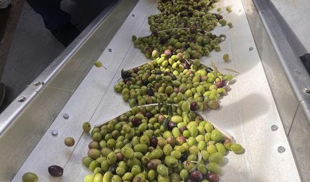 11. Uluslararası Milas Zeytin Hasat Şenliği kapsamında Antik Kent'te zeytin hasadı yapıldı