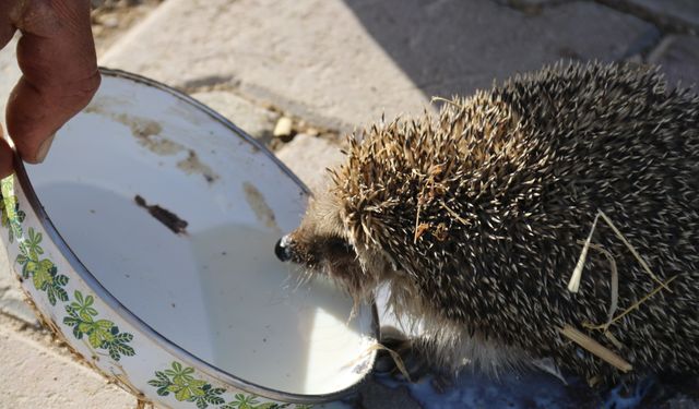 Aksaray'da bir çiftçi her sabah ahırına gelen kirpiyi sütle besliyor