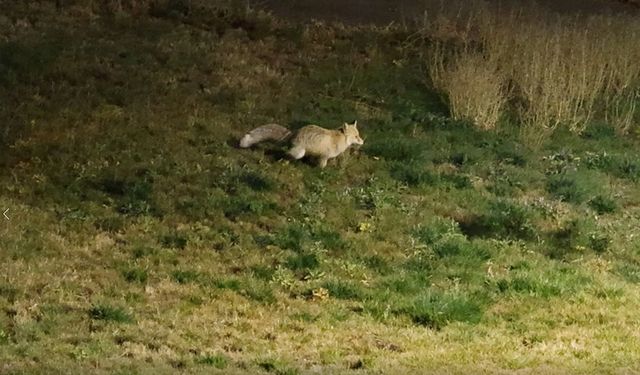 Bitlis'te aç kalan tilki yerleşim yerine indi