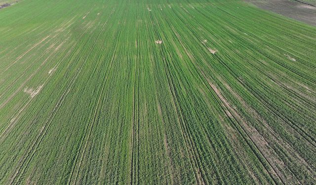 Edirne'de son dönemdeki yağışlar kanola üreticisini sevindirdi