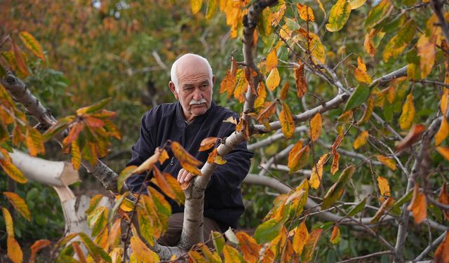 İzmir'de 20 yıllık ceviz ağaçlarını kesilmiş halde bulan çiftçi jandarmaya başvurdu